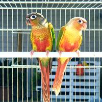 Coppie riproduttive pyrrhura molinae/ perlata