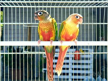 Coppie riproduttive pyrrhura molinae/ perlata