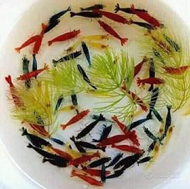 Mix di Gamberetti d acqua dolce, caridine