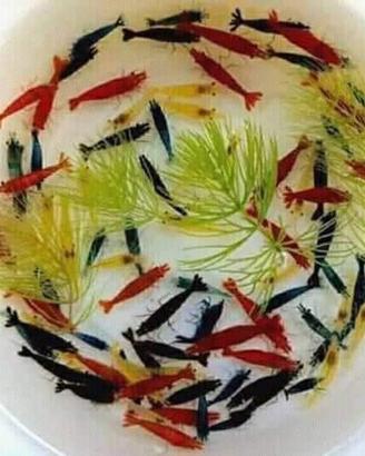 Mix di Gamberetti d acqua dolce, caridine