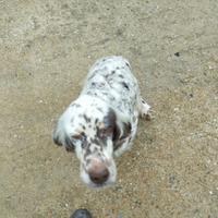 Cane setter inglese da caccia alla beccaccia