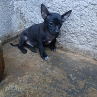 Cuccioli di chihuahua