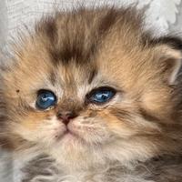 Gatto British Long Hair Black Golden cucciolo