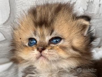 Gatto British Long Hair Black Golden cucciolo