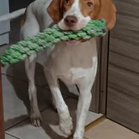 Pointer inglese