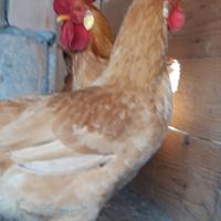 Galline bionde piemontesi