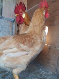 Galline bionde piemontesi