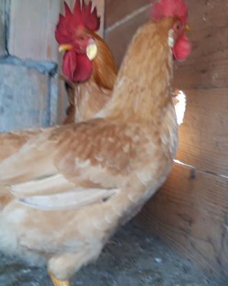 Galline bionde piemontesi