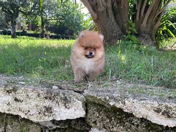 Cuccioli di Pomerania spitz nano