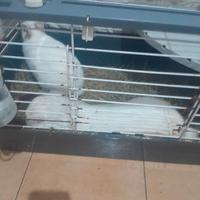 Coppia conigli, ca.mbio anche leggi