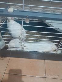 Coppia conigli, ca.mbio anche leggi