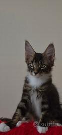 Cucciolo Maine Coon