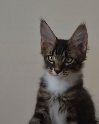 Cucciolo Maine Coon