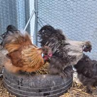 Esemplari di moroseta