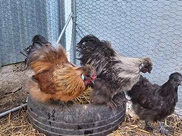 Esemplari di moroseta