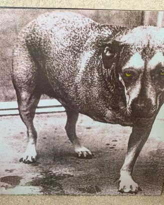 Vinile Alice in Chains