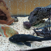 Carpe koy Butterfly , oranda, subukin, pleco