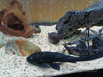 Carpe koy Butterfly , oranda, subukin, pleco