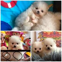 Cuccioli spitz pomerania bianchi femmine
