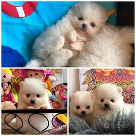 Cuccioli spitz pomerania bianchi femmine