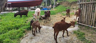 Capre murciane/saneen