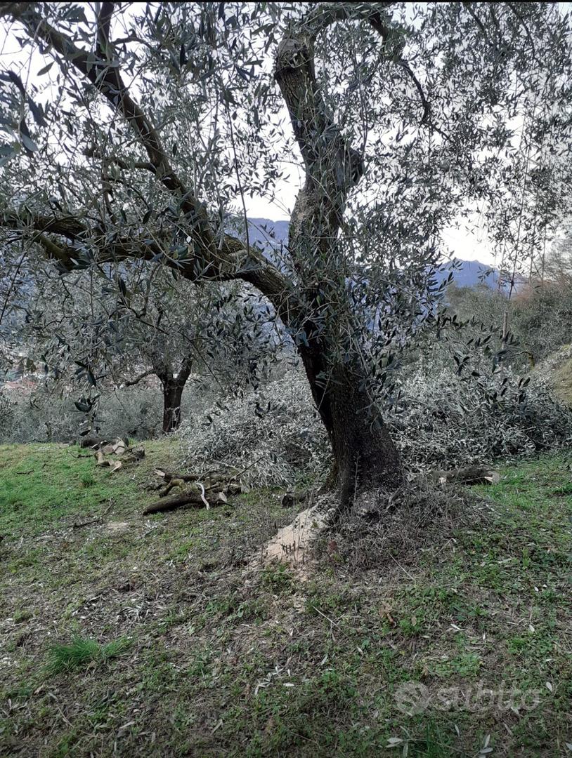 Uliveto - Vista 5