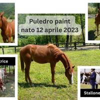 Puledro paint horse