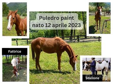 Puledro paint horse