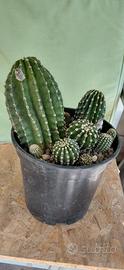 Composizione Echinopsis  11 cactus