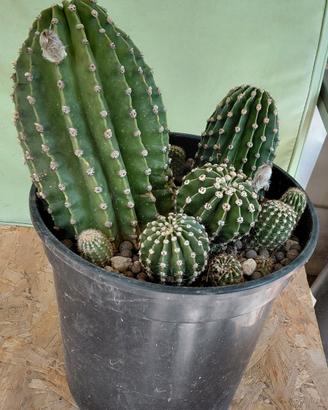 Composizione Echinopsis  11 cactus