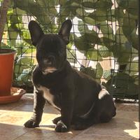 Cucciola di bulldog francese