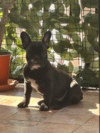 Cucciola di bulldog francese
