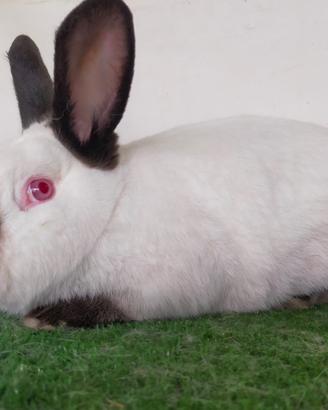Conigli di razza in purezza