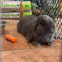 Conigli nani ariete blu di vienna