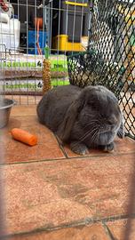 Conigli nani ariete blu di vienna