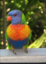 Lory Arcobaleno