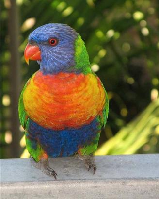 Lory Arcobaleno