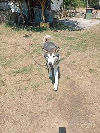 cane husky siberian 