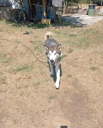 cane husky siberian 