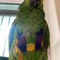 Pettorina Pappagallo