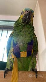 Pettorina Pappagallo