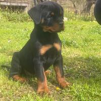 Rottweiler cuccioli