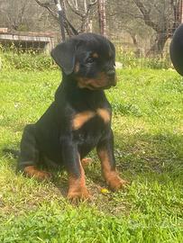 Rottweiler cuccioli