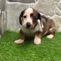 Bassotto kaninchen merlè