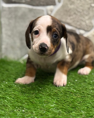 Bassotto kaninchen merlè