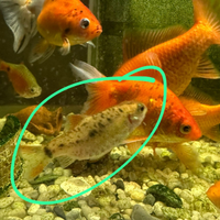 Pesci tropicali acquario