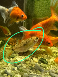 Pesci tropicali acquario