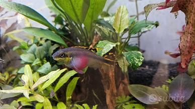 Pelvicachromis pulcher