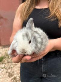 Cuccioli ariete nano