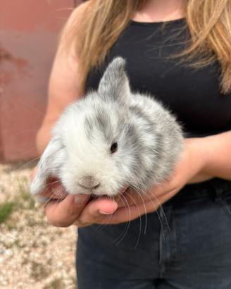 Cuccioli ariete nano
